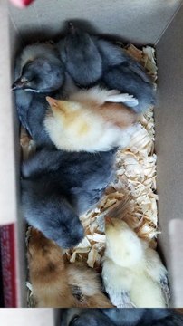Itty bitty cute chicks en route to the homestead! | #SparklegleamFarm #Chicken #homestead #farmanimals #cute
