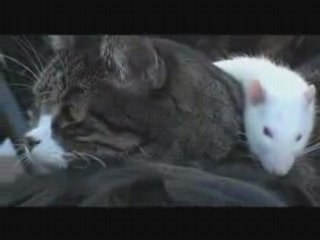 Chien chat et rat