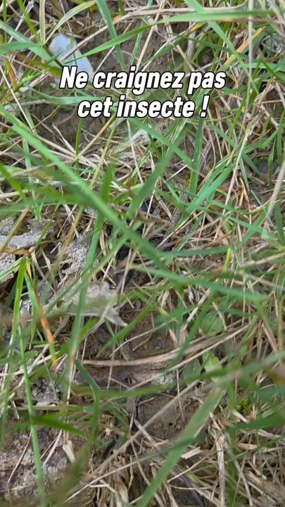 Le staphylin est un insecte qui peut impressionner !Mais c'est seulement une parade car malgré qu'il soit un prédateur il est très craintif et le fait qu'il relève son abdomen pour se préparer à faire feu au moindre danger en est un bel exemple ! 😊