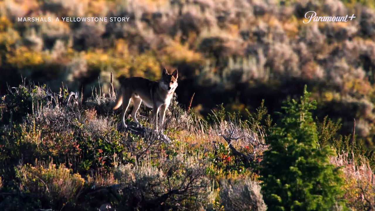 Marshals Series - A Yellowstone Story Starring Luke Grimes