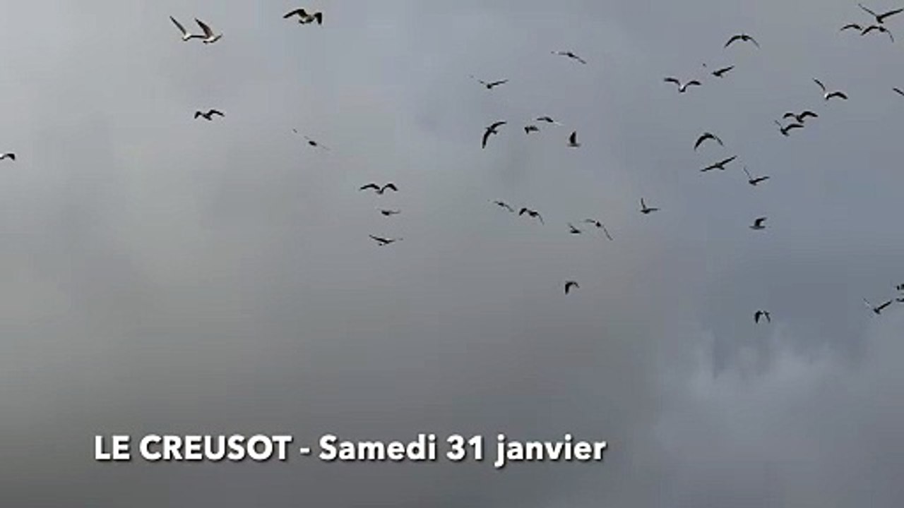 LE CREUSOT : Des mouettes rieuses au Parc des Sports