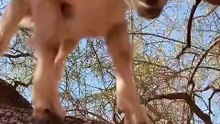 When desert goats search for food in the trees.