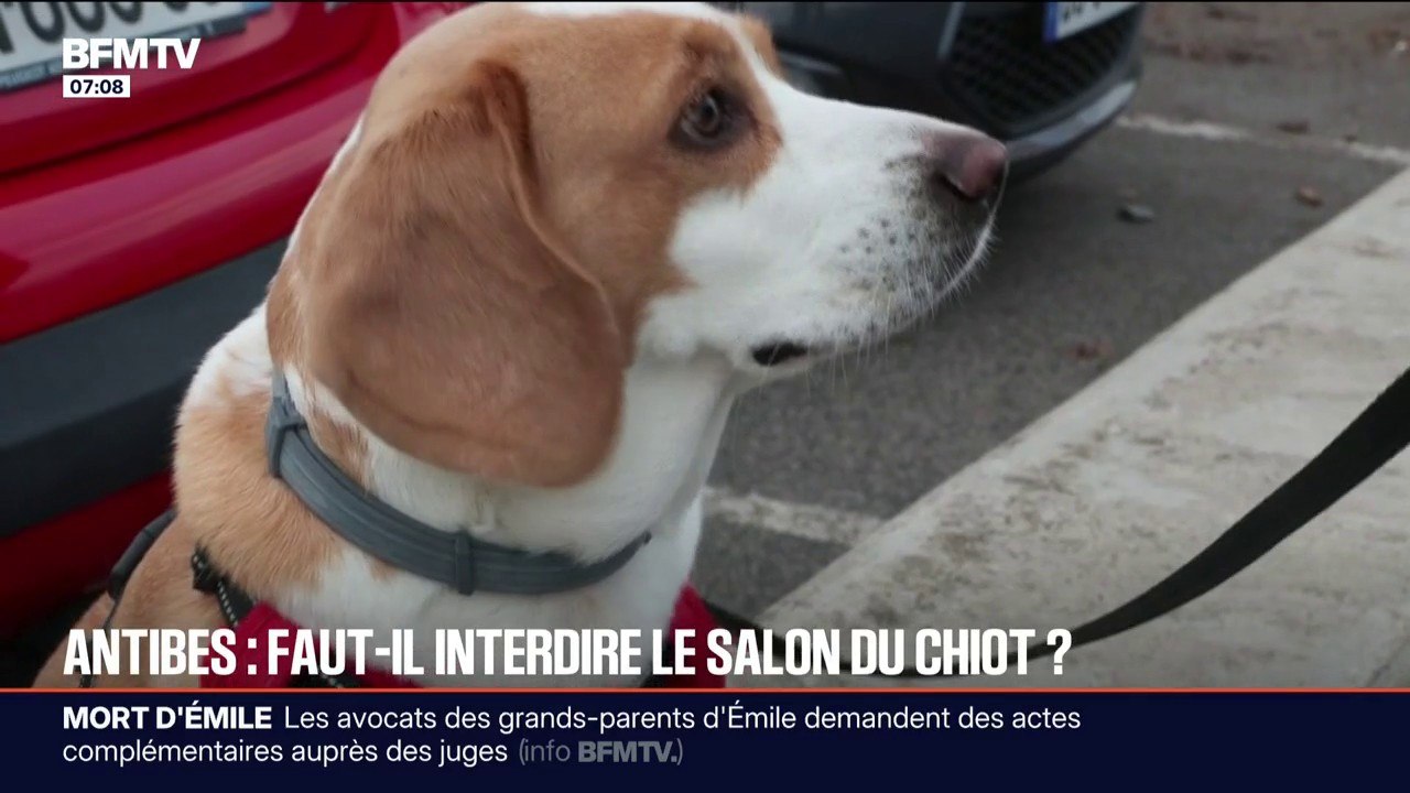 "Des animaux exhibés comme des vulgaires jouets": une association demande l'interdiction du salon du chiot d'Antibes