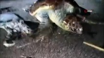 Marmaris’te 2 caretta caretta kıyıya vurdu