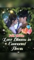Love Blooms In Contracted Hearts - Engsub