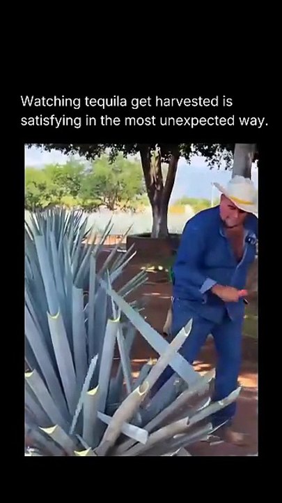 Tequila does not start in a bottle
