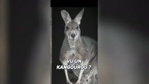 Open d'Australie - Après sa victoire, Alcaraz envisage de se faire tatouer... un kangourou !
