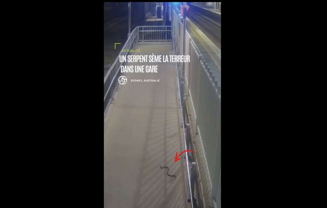 Un serpent sème la terreur dans une gare en Australie !