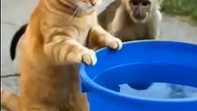 Cat, you treated the monkey very badly