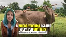La mucca Veronika usa una scopa per grattarsi