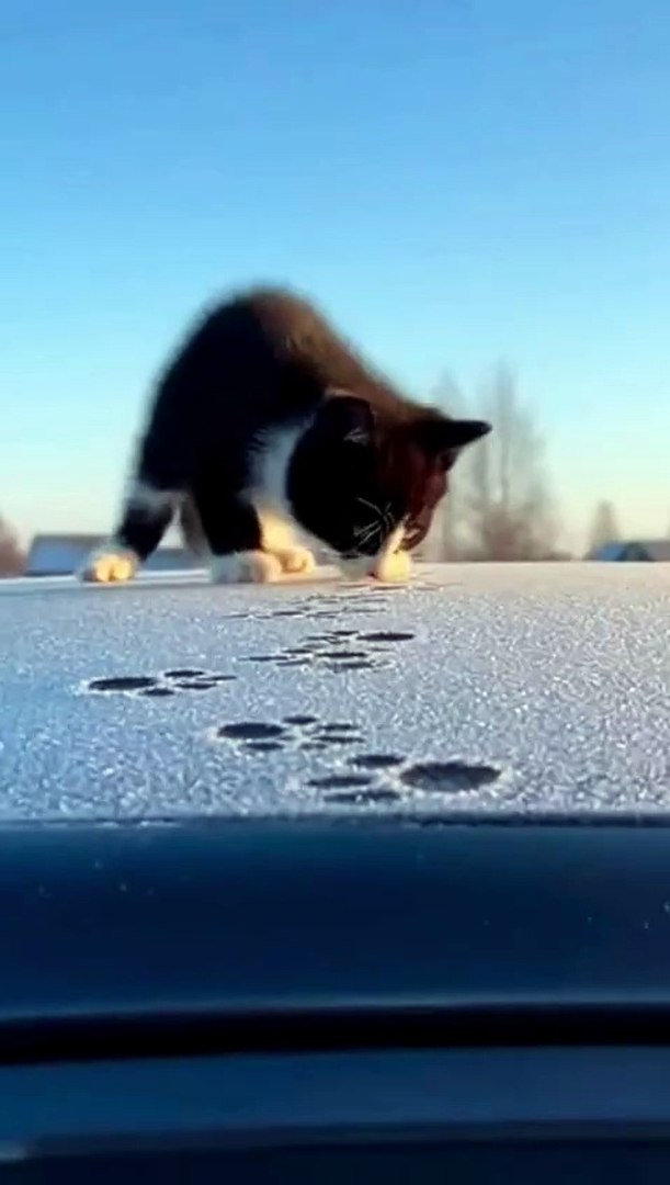 ⁣Kittens Playing Snow #kitten #cat #kingdomofawais