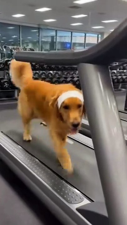 Golden Retrieve Dog In Gym #goldenretriever #dog #kingdomofawais