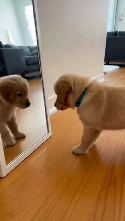 Golden Retriever Puppy #goldenretriever #puppy #kingdomofawais