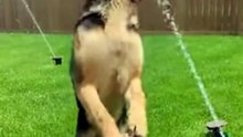German Shepherd Dog Love Water #germanshepherd #dog #kingdomofawais