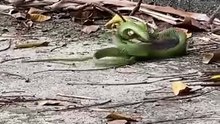 นั่งชิลอยู่ดี ๆ ได้ดูศึกงูเขียวกะหนูยักษ์ ไฝว้ทะลุกำแพง