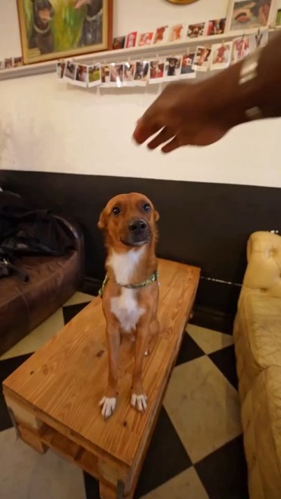 🐾 Le Waf c’est le premier café-chiens d’Europe où tu peux venir câliner des toutous et peut-être même ton futur compagnon