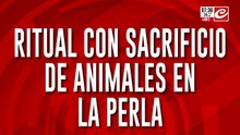 Macabro hallazgo: encuentran animales muertos tras sangriento ritual