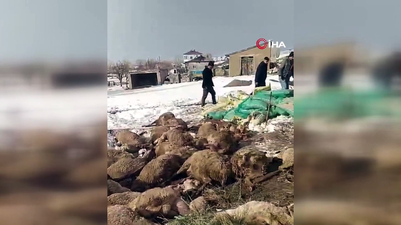Sivas Altınyayla’da ahır çöktü, koyunlar enkaz altında kaldı.