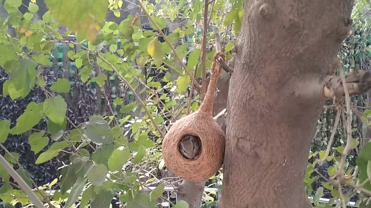 Beautiful Nature Beauty of Gurdwara Dukh Nivaran #SpiritualismSahib