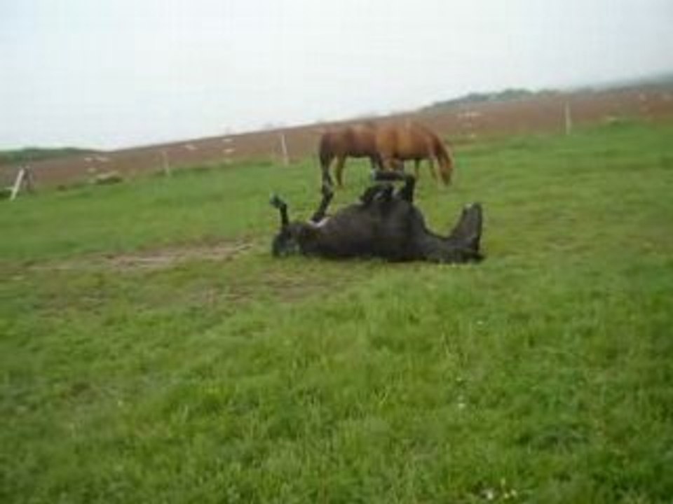 Blacky se roule au pré dans la boue