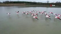 Büyükçekmece Gölü flamingolara ev sahipliği yaptı