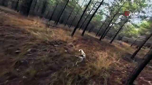 Hayatlarının şokunu yaşayan avcıları ölümden yanlarındaki av köpeği kurtardı!