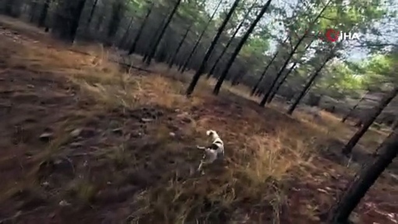 Hayatlarının şokunu yaşayan avcıları ölümden yanlarındaki av köpeği kurtardı!