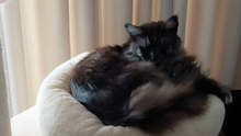 Funny Cats - Another Lazy Day In Cat Paradise #cat #funny #lazy #cute
