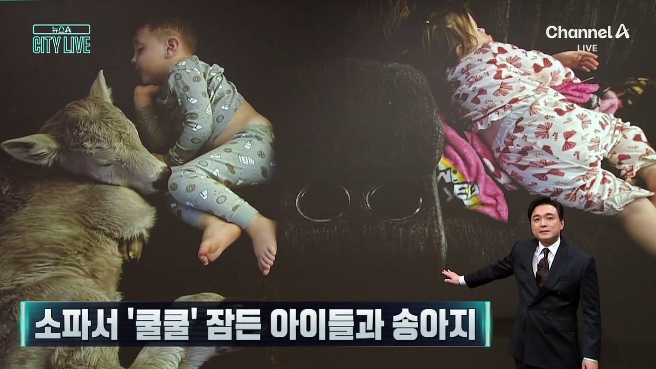 [김종석의 리포트]소파, 매우 편하소…송아지와 ‘다정한 꿀잠’
