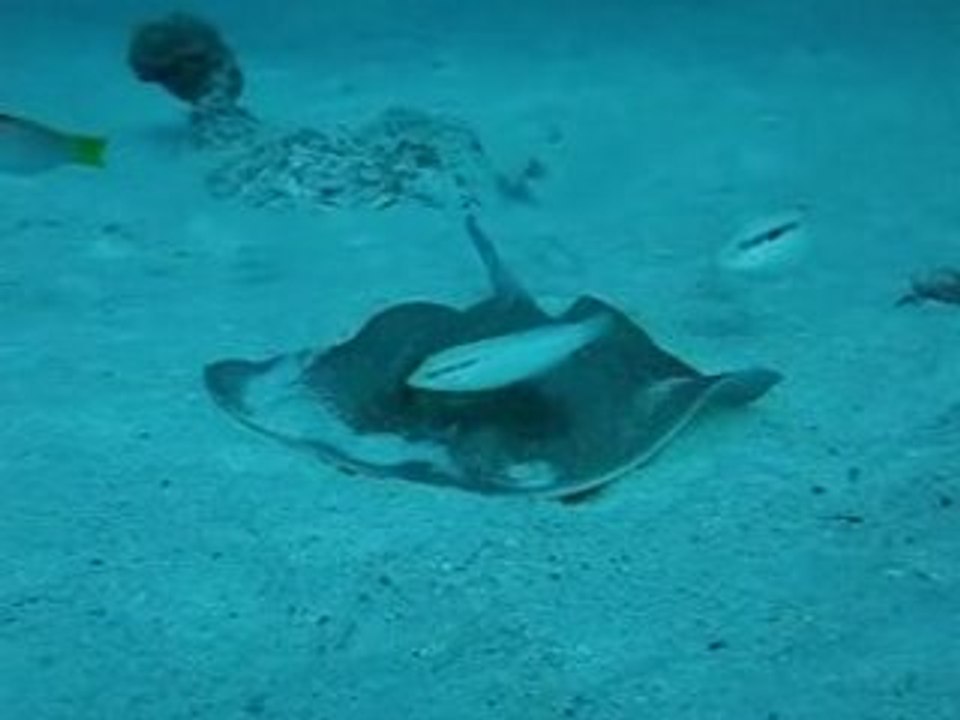 RAIE PASTENAGUE A POINTS BLEUS