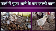 Form mein chuja aane ke bad Jaruri kam | desi Murgi farm business | poultry farm business plan