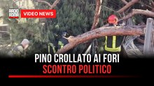 Pino crollato ai Fori, scontro politico