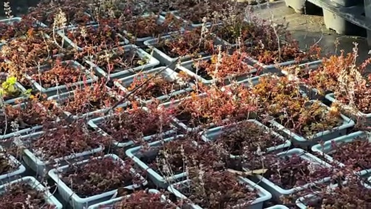 Végétal local : Saint-Chamond mise sur l'échange entre collectivités