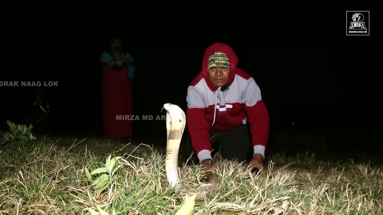 cobra snake rescue in village