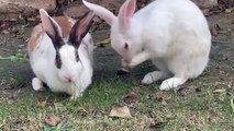 Beautiful rabbits playing in garden.