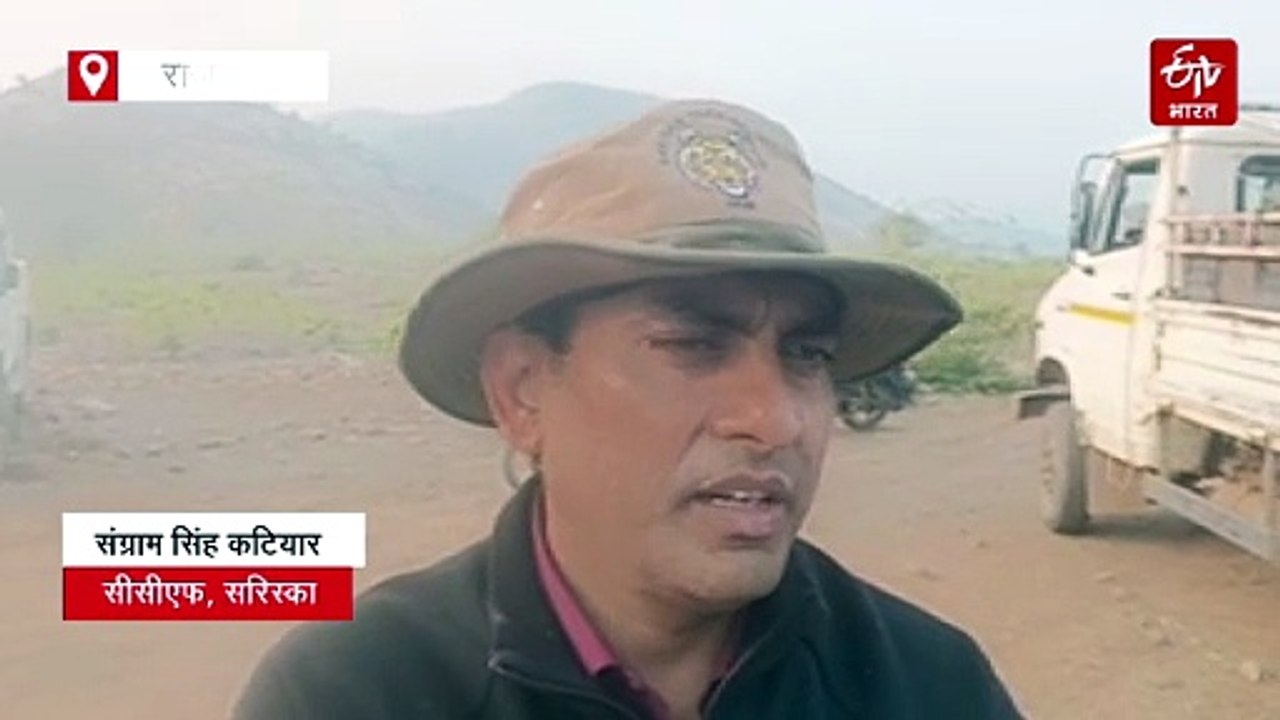 सरिस्का: टेरिटरी के संघर्ष में बाघिन की मौत, अब बाघों का कुनबा घटकर 49 हुआ