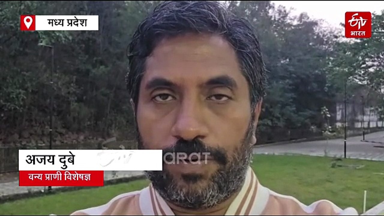 टाइगर स्टेट में क्यों मर रहे हैं बाघ? महीने भर में देश भर में 21 बाघों की मौत, आधे मध्य प्रदेश के