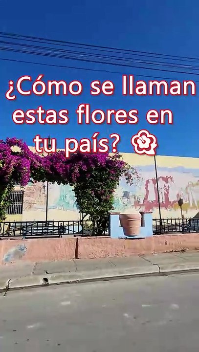 Comment s’appellent ces fleurs dans votre pays ? | Nature cubaine
