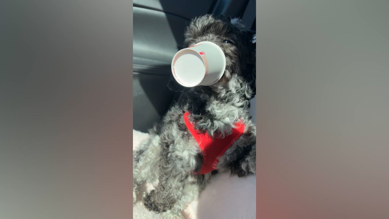 Hungry Hungry Doggos