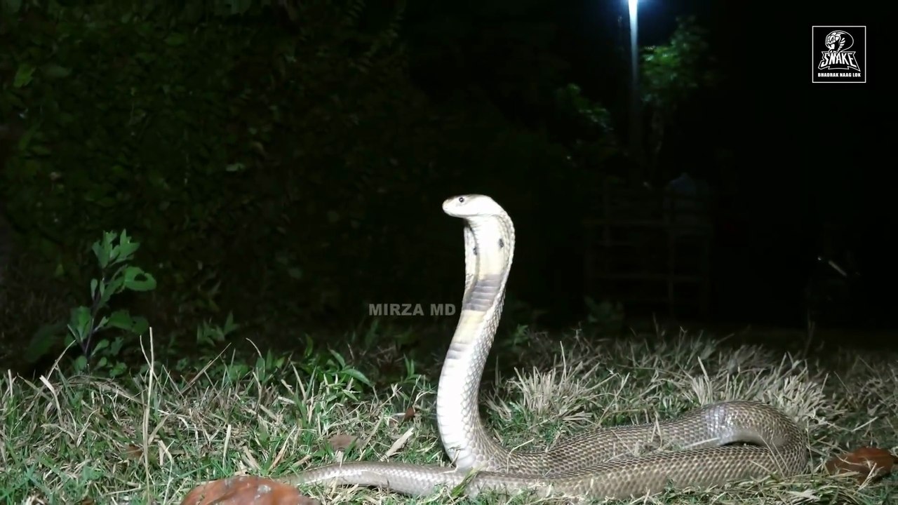 A cobra snake was hiding in the village forest at midnight.