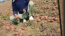 look Potatoes Break a Farmer’s Heart