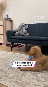 Child Meets Golden Retriever Puppy for First Time, Pure Joy|| Heartsome 💖