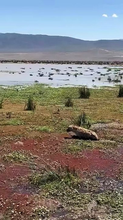 Une hyène pensait avoir un repas facile