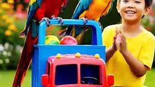A little young boy playing with Macaw parrots.
