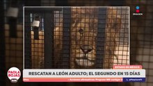 Autoridades rescatan a león adulto en vivienda del Edomex | DPC con Paola Rojas