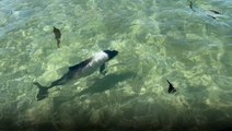 Tourist Captures Rare Footage of Elusive Sea Creature Known as a 'Skunk Dolphin'