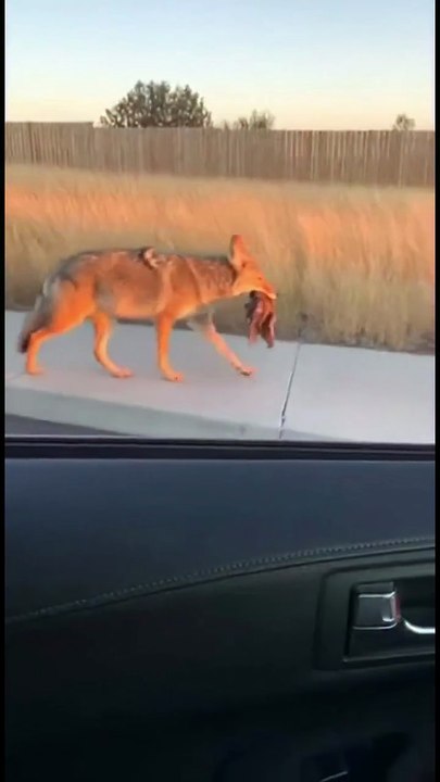 Prank with dog