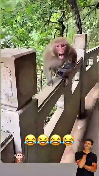 Funny Deer Jump Fail in the Forest – Hilarious Wildlife Moment