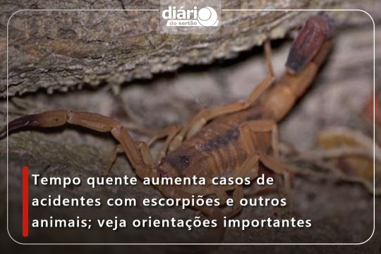 Tempo quente aumenta casos de acidentes com escorpiões e outros animais; veja orientações importantes