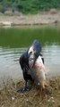 Bird Catches a Huge Fish by the Lake – Incredible Wildlife Moment
